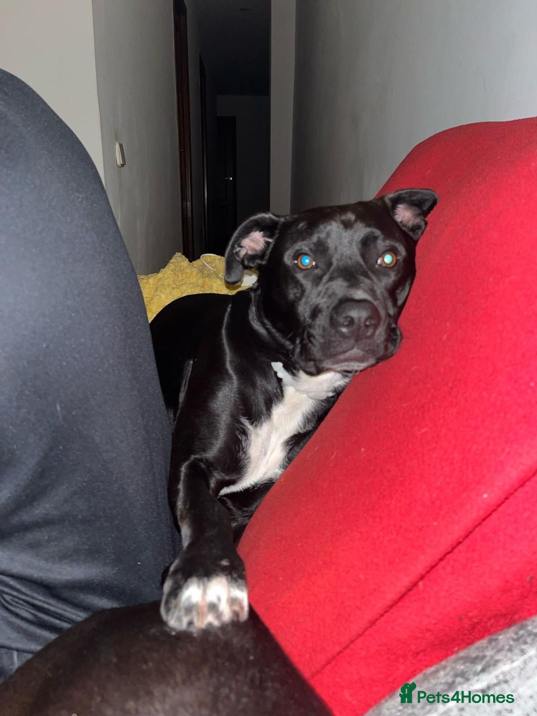 Mixed Breed dogs for adoption: Save SCOBY from more heartache - Image 3