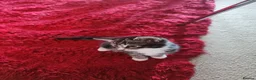 Mixed Breed cats for sale: Two adorable female tabby kittens for sale in Dunstable - Advert 8