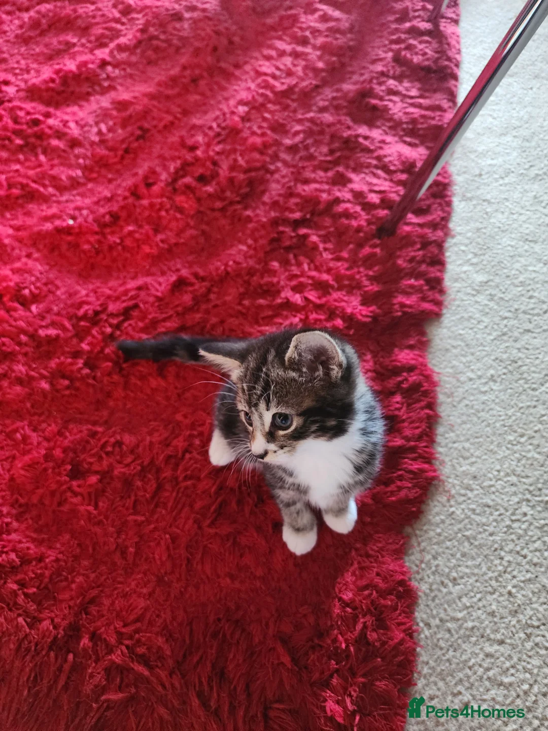 Mixed Breed cats for sale: Two adorable female tabby kittens for sale in Dunstable - Advert 8