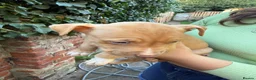 Mixed Breed dogs for sale: Bully manya pupy  - Advert 10