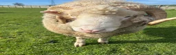 Sheep livestock for sale: Dorset Horn Ram for sale in Buckingham - Advert 2