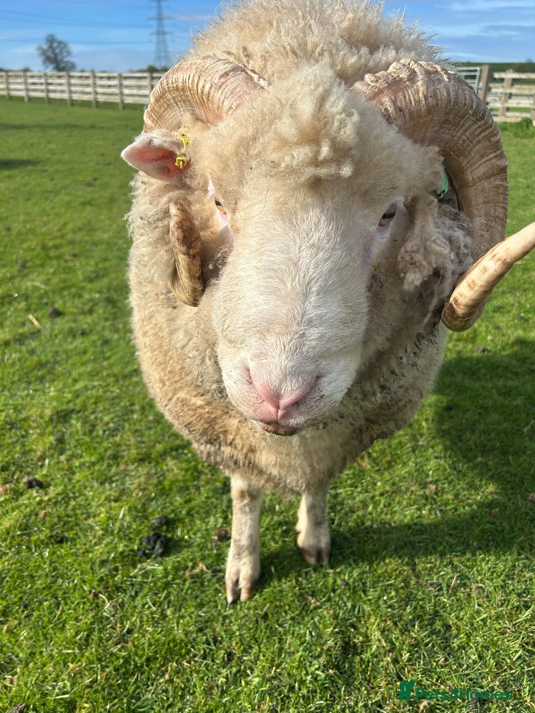 Sheep livestock for sale: Dorset Horn Ram for sale in Buckingham - Advert 2