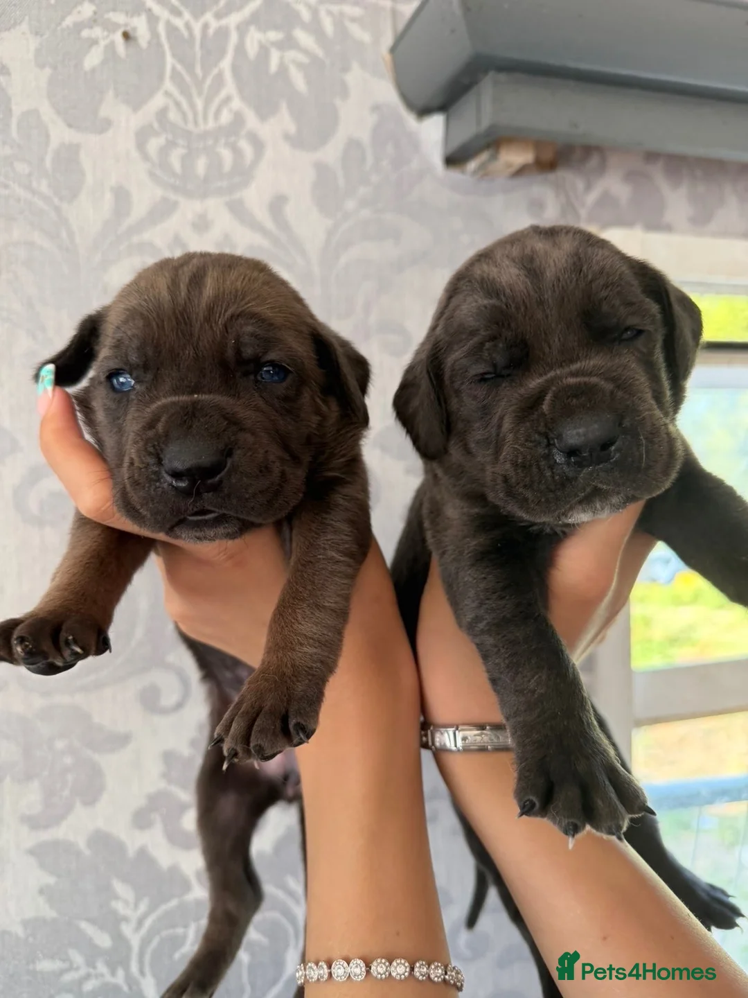 Cane Corso dogs for sale: 4 stunning cane corso puppies  in Goole - Advert 9