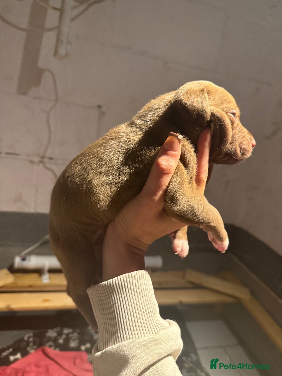 Staffordshire Bull Terrier dogs for sale: Staffordshire bull terrier pups - Image 10