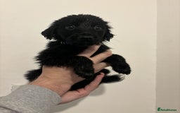 Mixed Breed dogs for sale: German Shepherd x Collie Mix Puppies for sale - Image 2