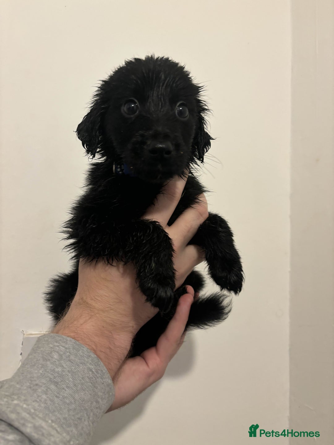 Mixed Breed dogs for sale: German Shepherd x Collie Mix Puppies for sale - Image 2