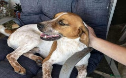 Mixed Breed dogs for adoption: Terry needs a loving home  - Image 5