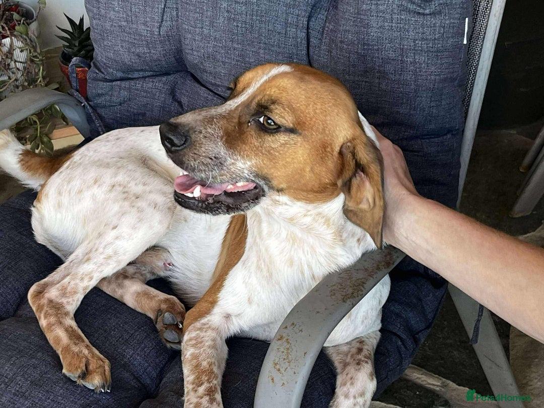 Mixed Breed dogs for adoption: Terry needs a loving home  - Image 5