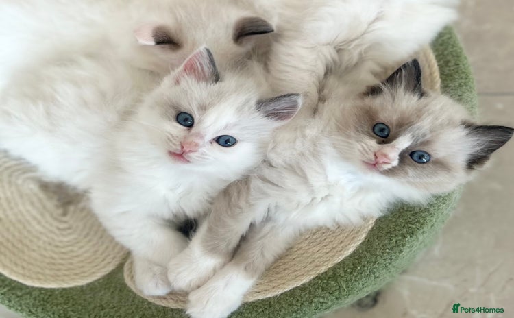 Ragdoll cats - Advert 1