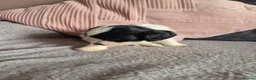 Jackapoo dogs for sale: F1 jackapoo pups  - Advert 5