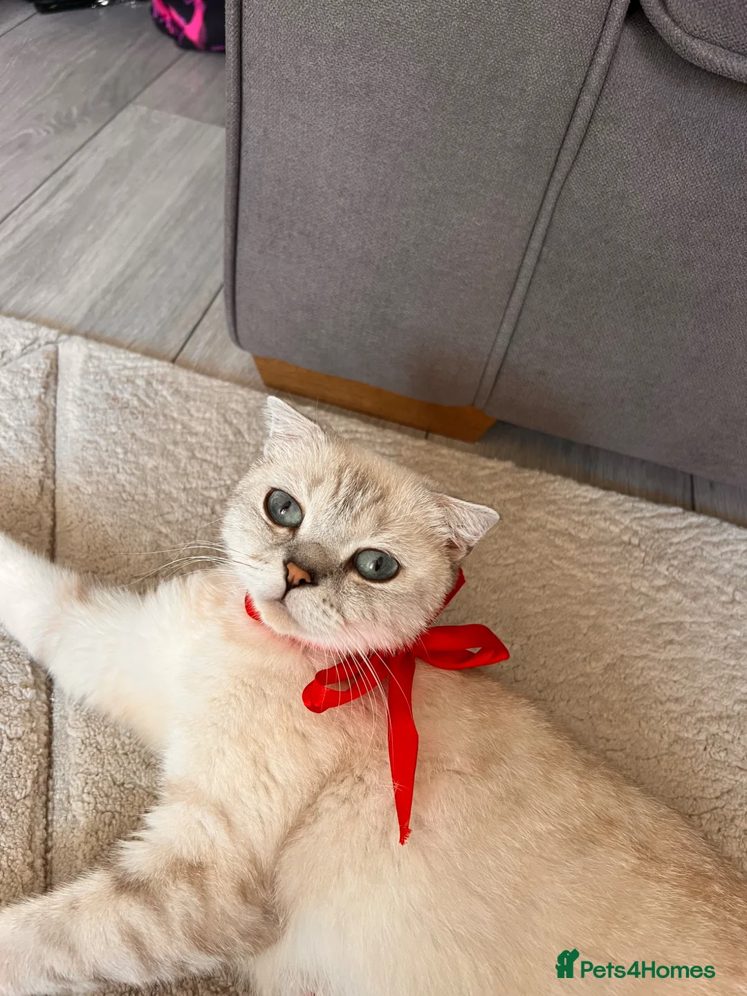 Scottish Fold cats for sale: Scottish and british kittens - Advert 2