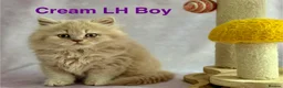 British Shorthair cats for sale: Registered Pedigree British Shorthair & Longhair  in Stafford - Advert 25