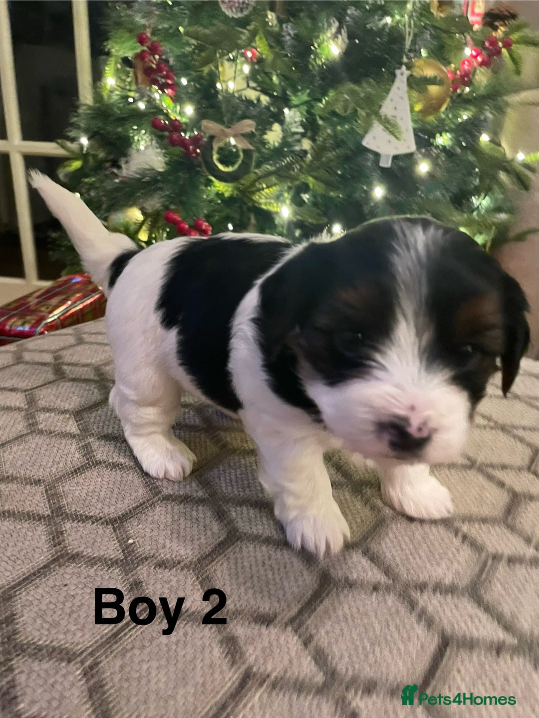 Biewer Terrier dogs for sale: Biewer Terrier Puppies - Advert 33