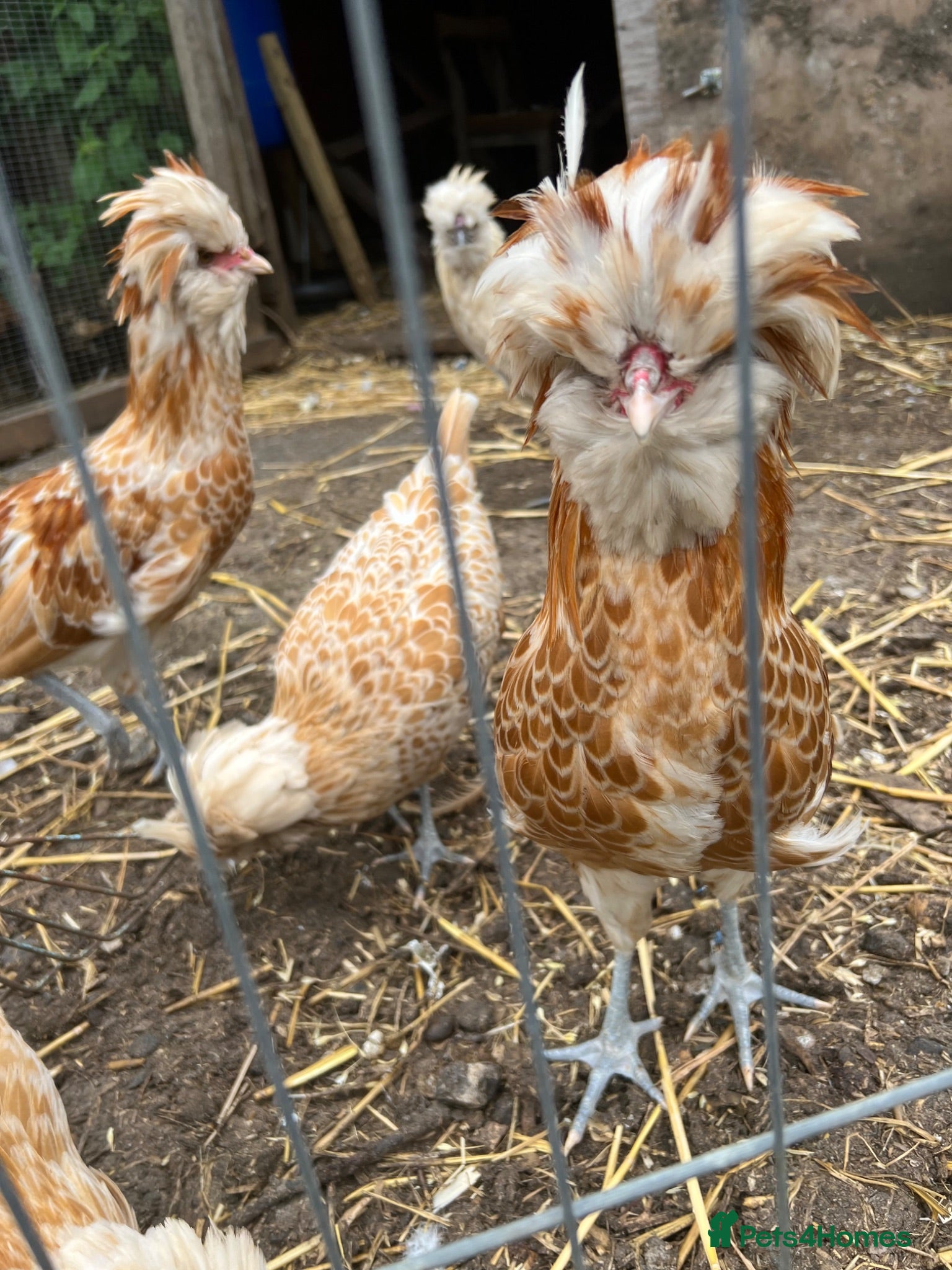 Chickens poultry Padovana Chamois Cockerel  - Advert 2