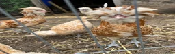 Chickens poultry for sale: Padovana Chamois Cockerel  in Hemel Hempstead - Advert 1