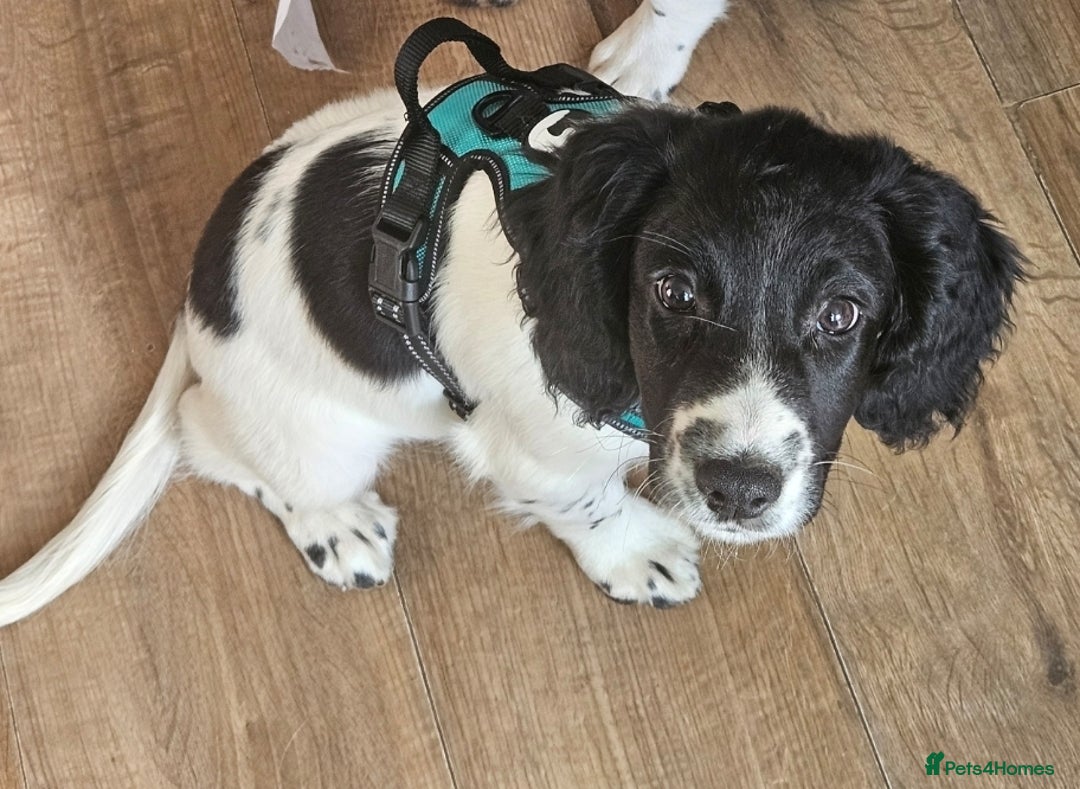 Sprocker dogs for sale: Beautiful male sprocker - Advert 2