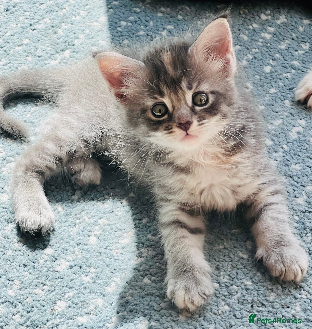 Maine Coon cats for sale: Beautiful Maine Coon babies - Image 22