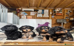 Mixed Breed dogs for sale: Daxiepoos (council licensed breeders) - Image 12