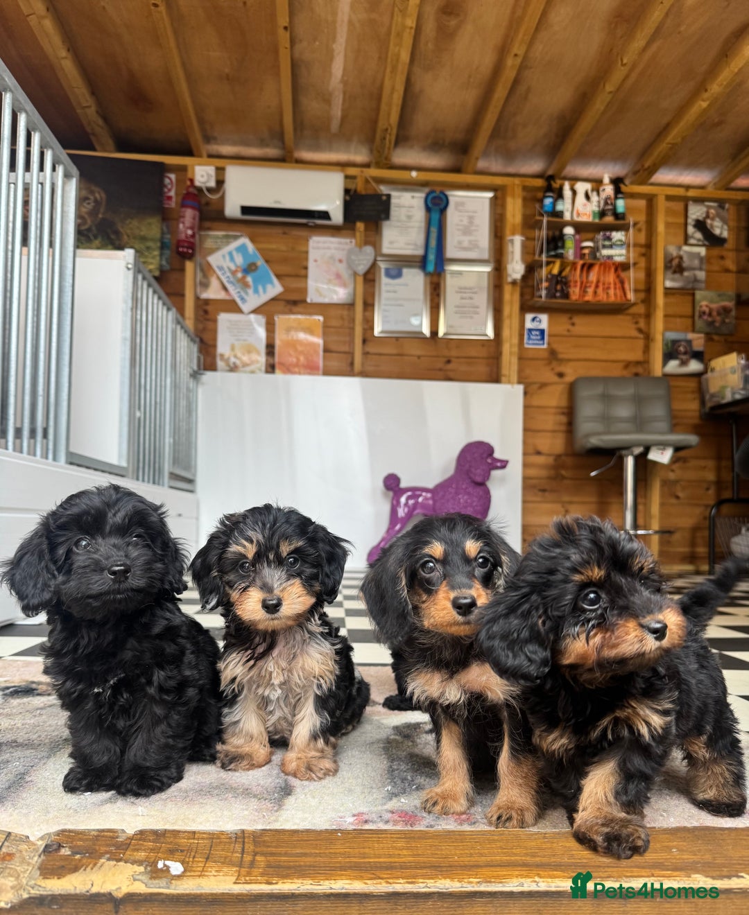 Mixed Breed dogs for sale: Daxiepoos (council licensed breeders) - Image 12