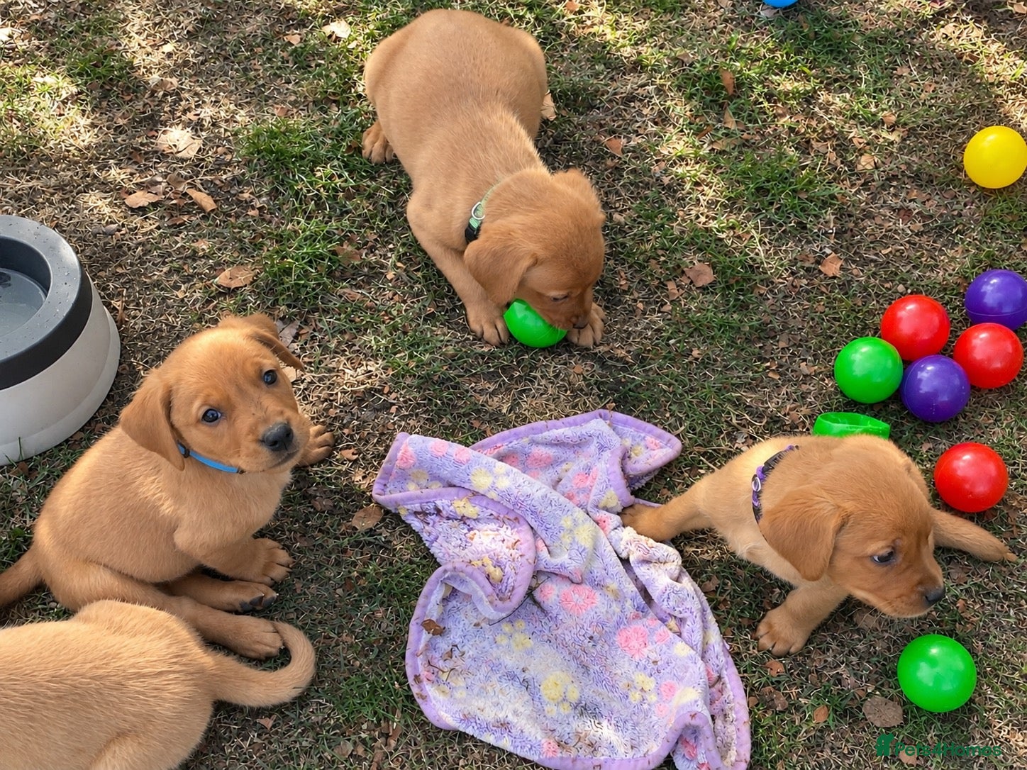 Labrador Retriever dogs ⭐️ Fox Red Lab Pups - Council licensed - Advert 2