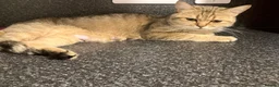 Scottish Fold cats for sale: Scottish fold and straight kittens - Advert 14
