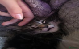Ragdoll cats for sale: Ragdoll x Maincoone loving babies - Image 21