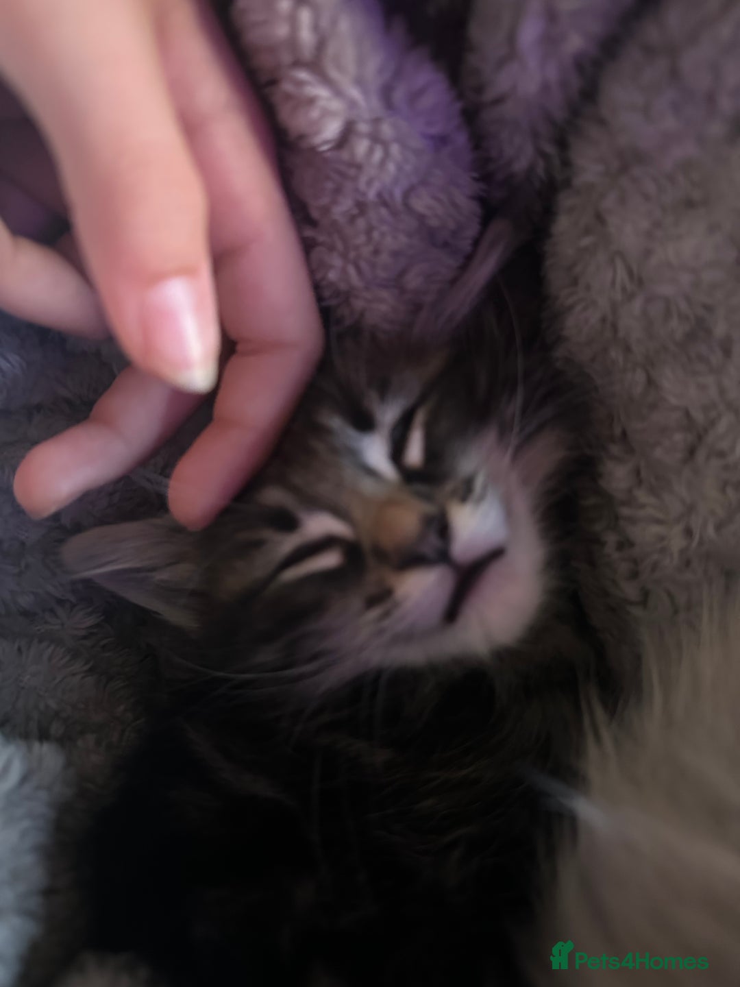 Ragdoll cats for sale: Ragdoll x Maincoone loving babies - Image 21