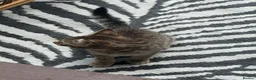 Mixed Breed cats for sale: Kittens for sale - Advert 4