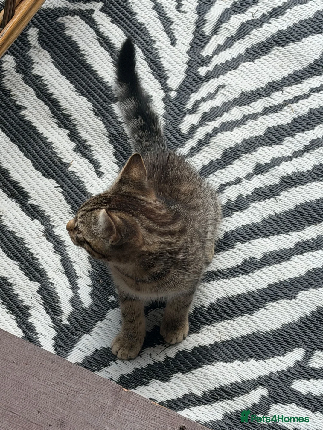 Mixed Breed cats for sale: Kittens for sale - Advert 4