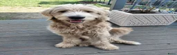 Double Doodle dogs for sale: Golden Mountain doodle  - Advert 17