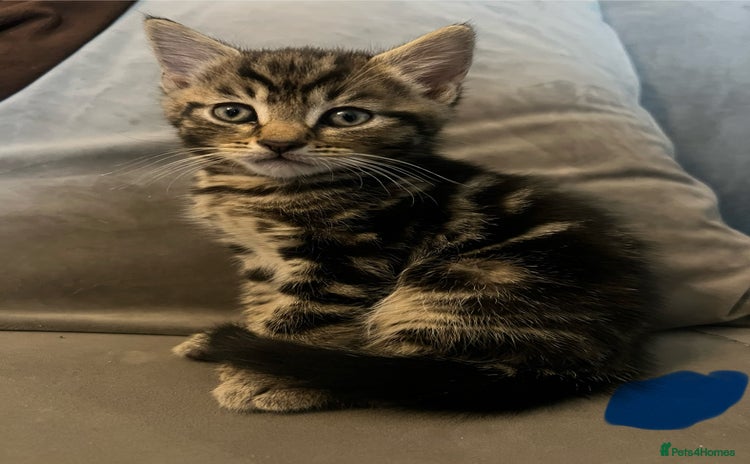 Mixed Breed cats - Advert 2