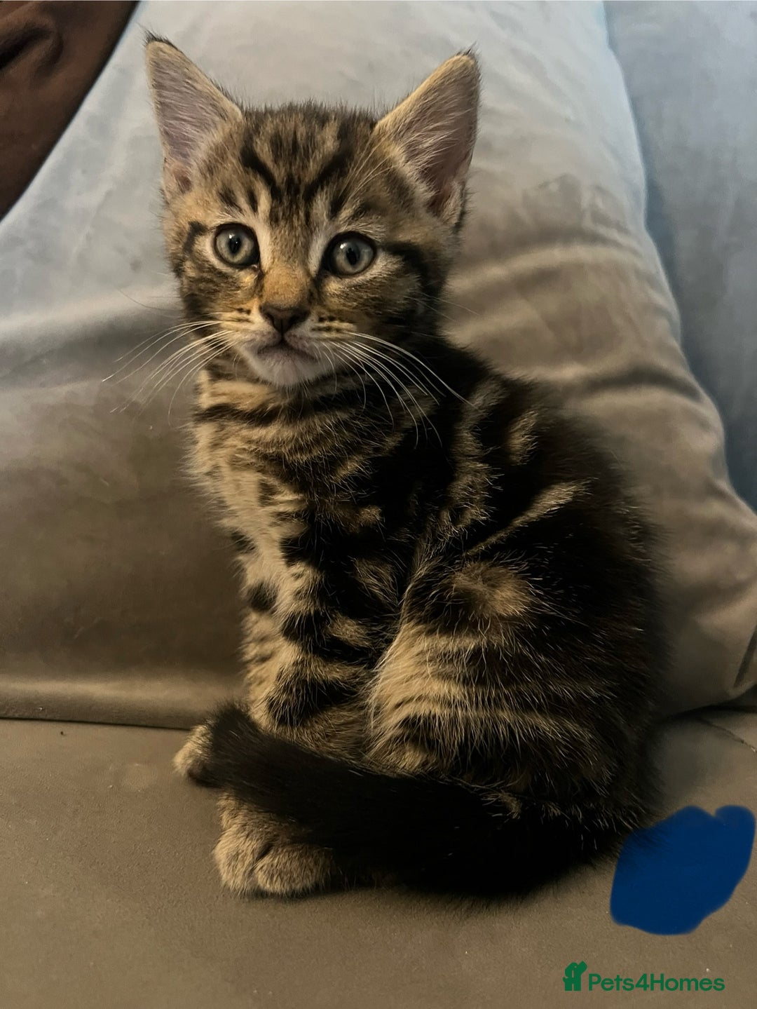 Mixed Breed cats for sale: 2 male kittens  - Image 1