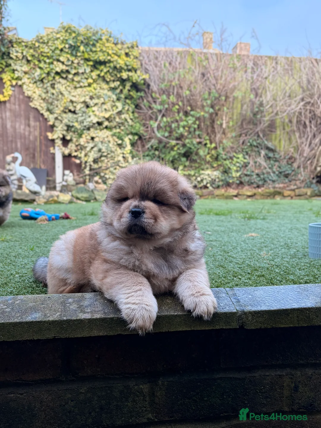 Chow Chow dogs for sale: 2 LEFT Merle Chowchow Puppies  - Advert 6