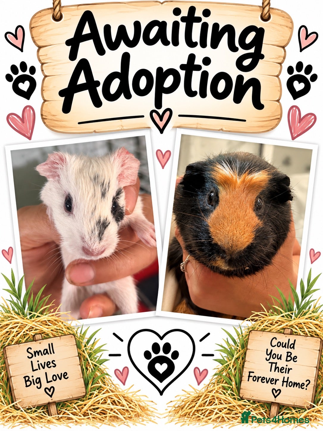 Guinea Pig rodents pairs of bonded male guinea pigs  - Advert 1