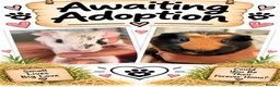 Guinea Pig rodents for sale: pairs of bonded male guinea pigs  - Advert 1