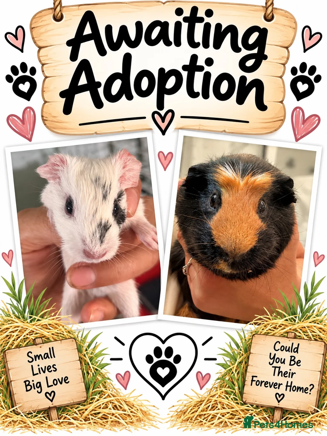 Guinea Pig rodents for sale: pairs of bonded male guinea pigs  - Advert 1