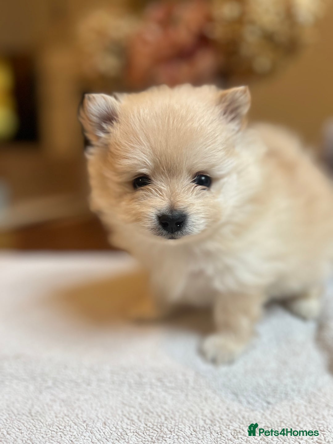 Pomeranian dogs for sale: Pomeranian puppies to die for - Advert 9