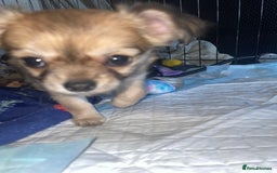 Chihuahua dogs for sale: 🐾Long haired chihuahua pups🐾2 boys💙💙1 girl💜 - Image 6