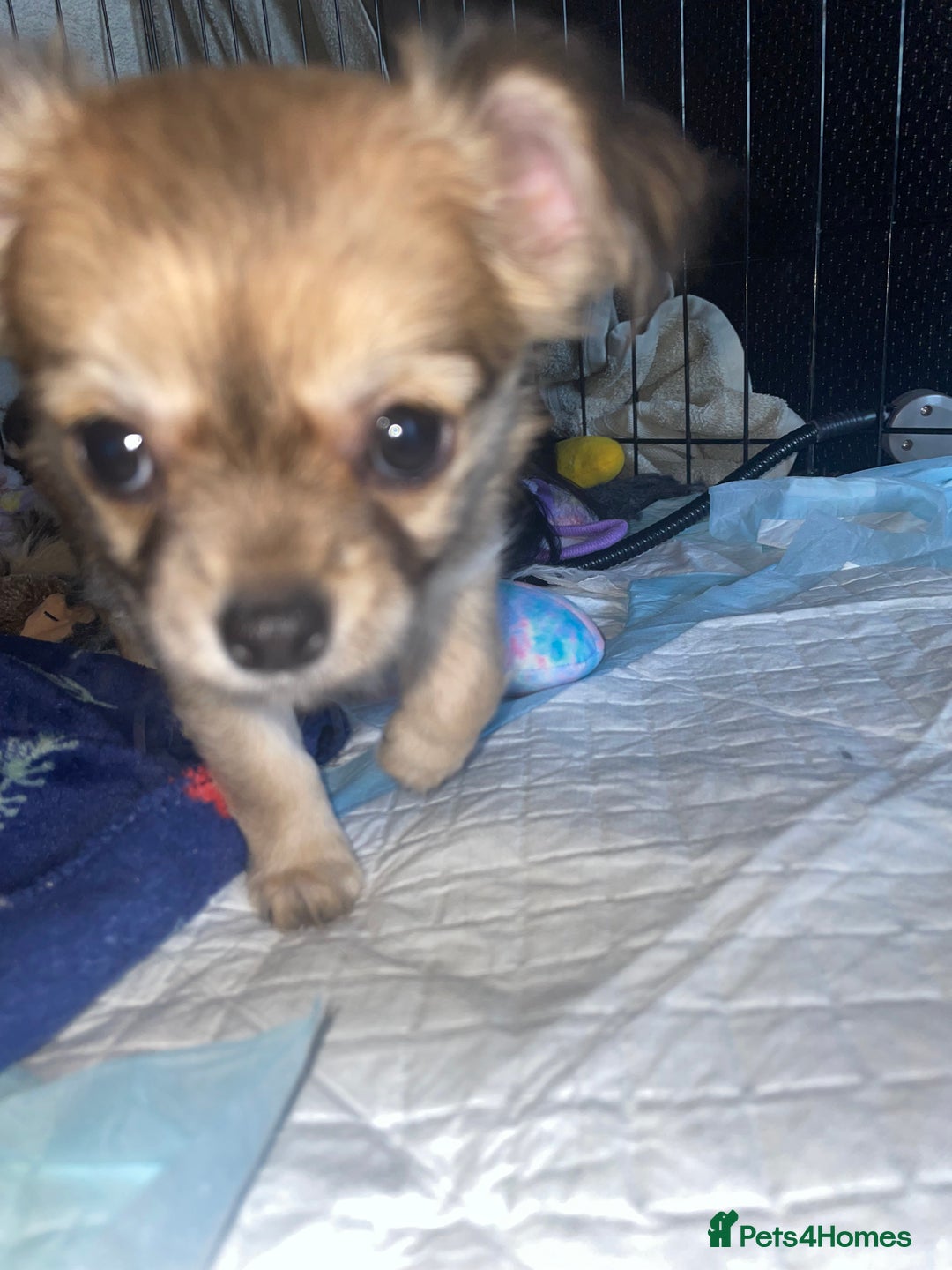 Chihuahua dogs for sale: 🐾Long haired chihuahua pups🐾2 boys💙💙1 girl💜 - Image 6