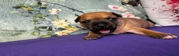 Staffordshire Bull Terrier dogs for sale: 🔥 KC REG RED STAFFY PUPPS–OUTSTANDING QUALITY 🔥 - Advert 3