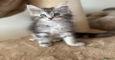 Maine Coon cats - Advert 10
