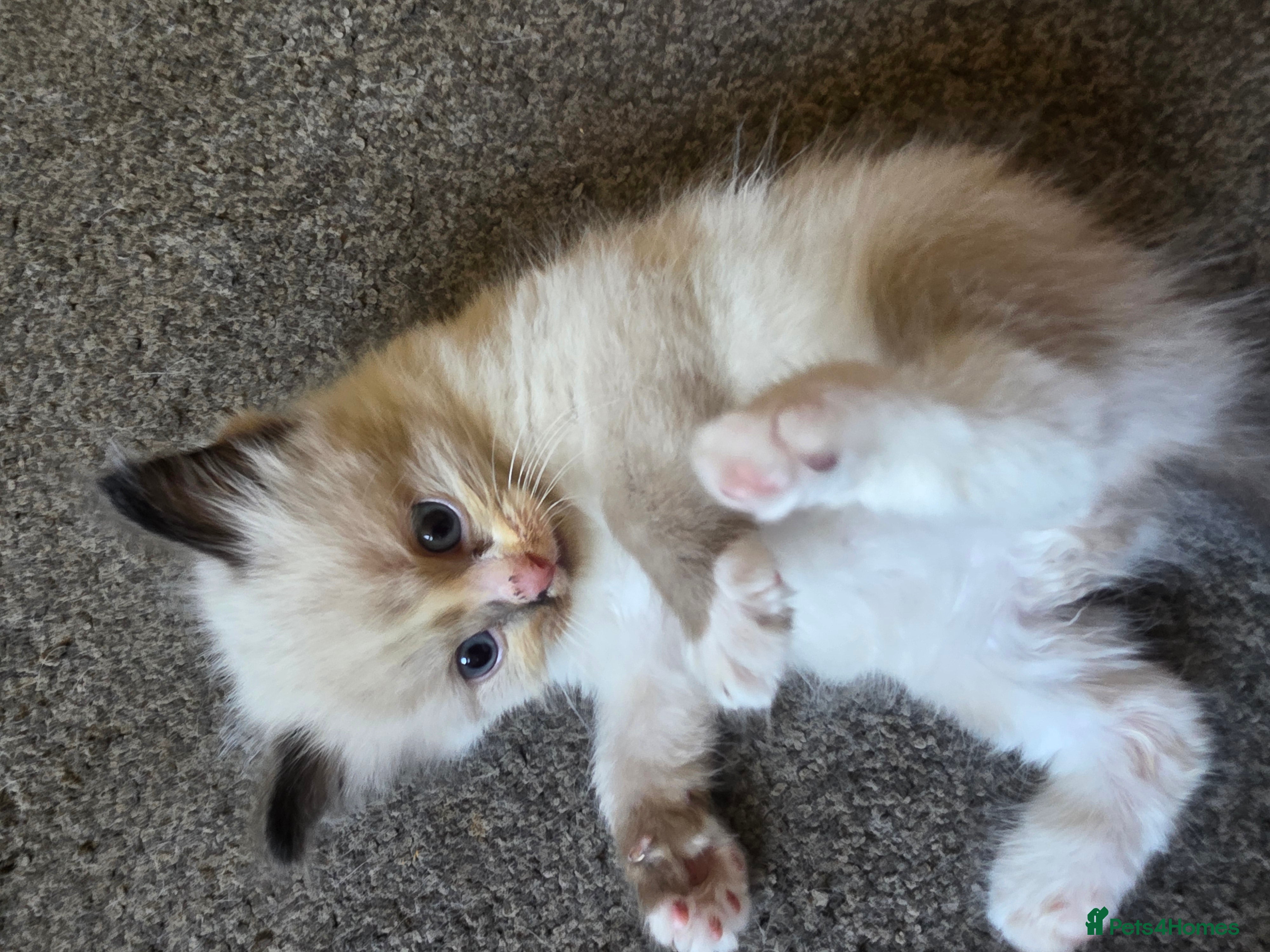 Ragdoll Kitten 2