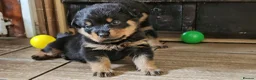 Rottweiler dogs for sale: Strong working line Rottweiler pups for sale in Dartford - Advert 32