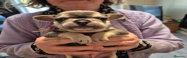 French Bulldog Puppy 5