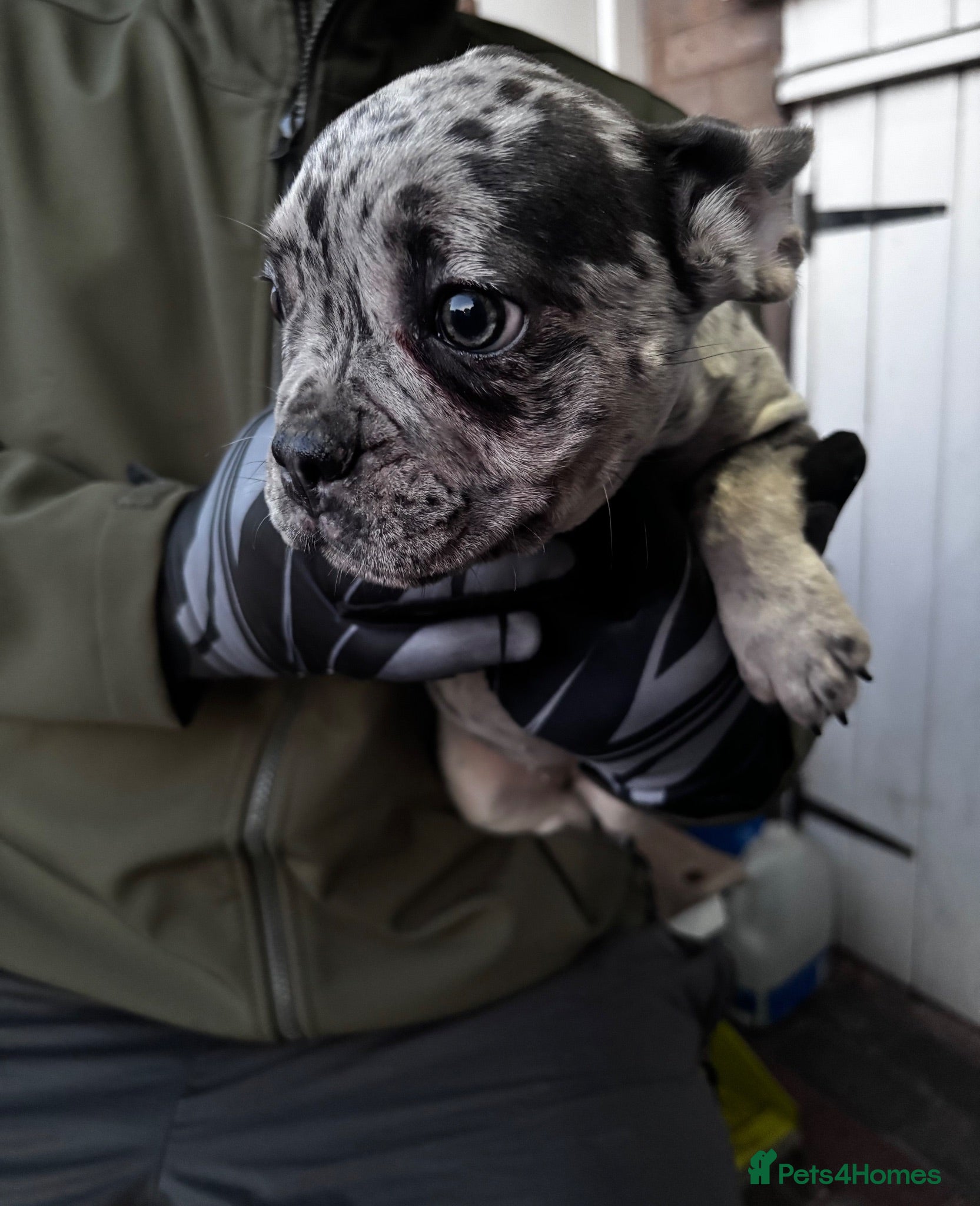 French Bulldog dogs French Bull Dog Puppies! - Advert 2