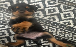 Rottweiler dogs for sale: Beautiful chunky Rottweiler pups in Belfast - Image 13