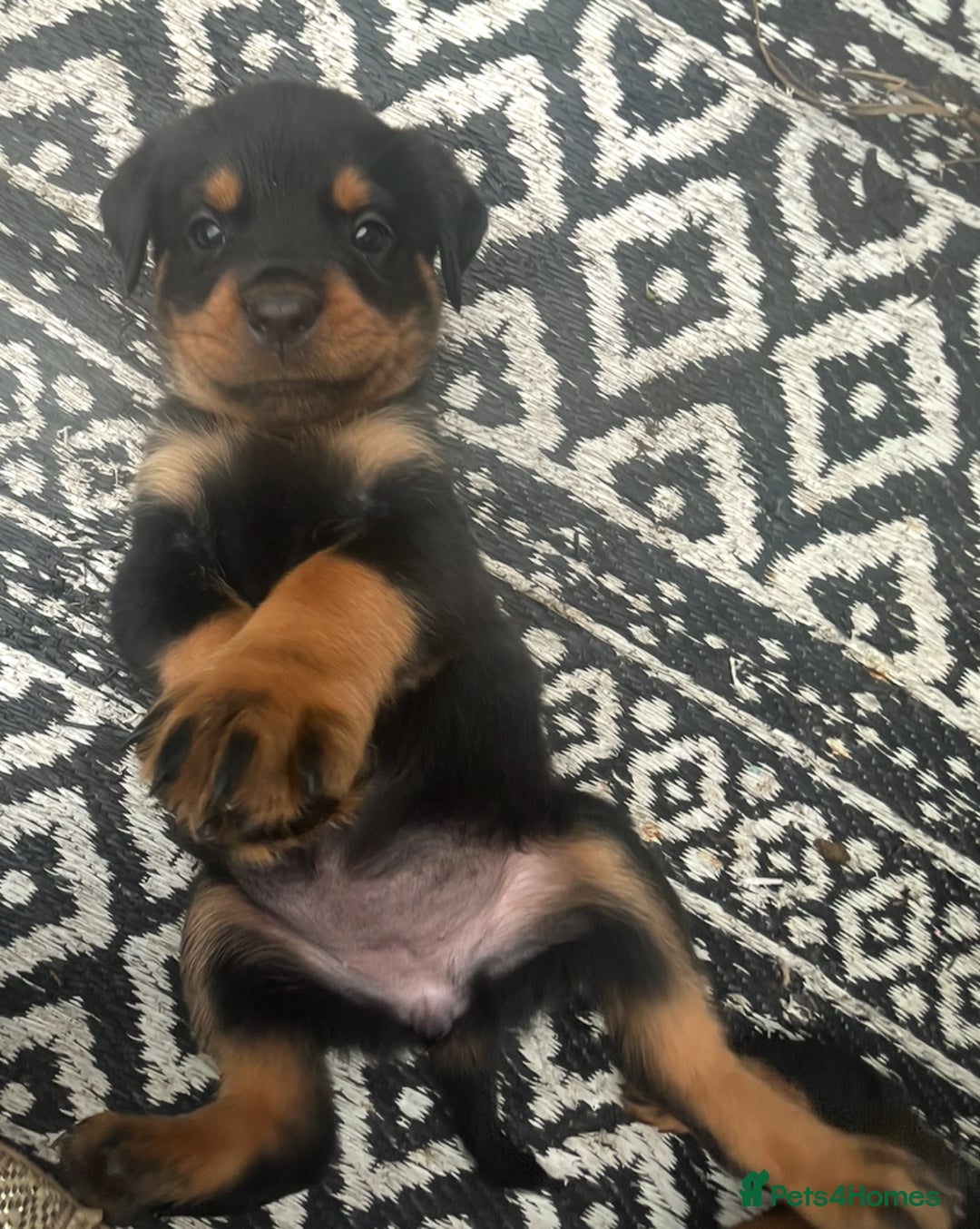 Rottweiler dogs for sale: Beautiful chunky Rottweiler pups in Belfast - Image 13