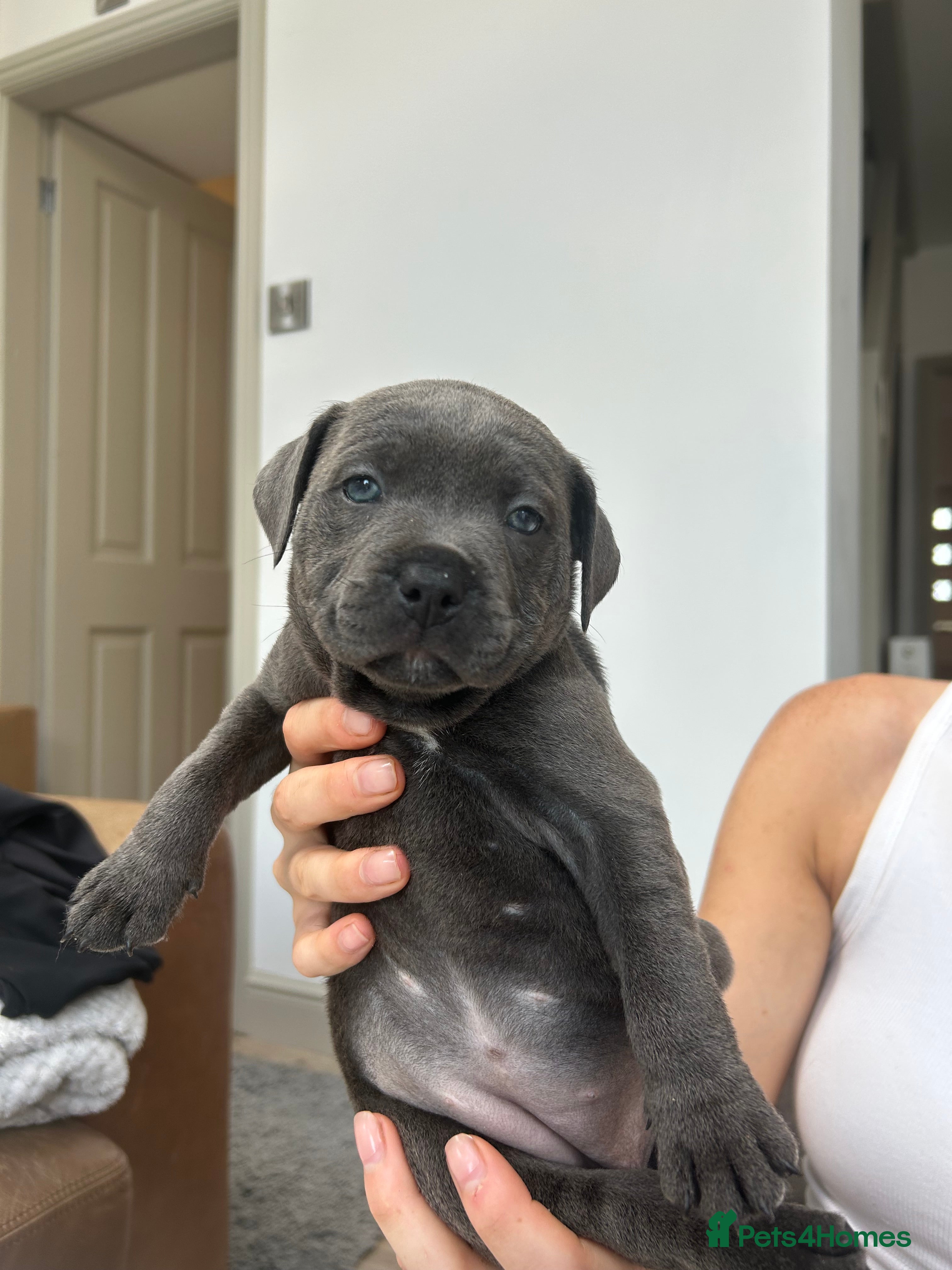 Staffordshire Bull Terrier dogs Champion Blue Staffordshire Bull Terrier Puppies - Advert 2