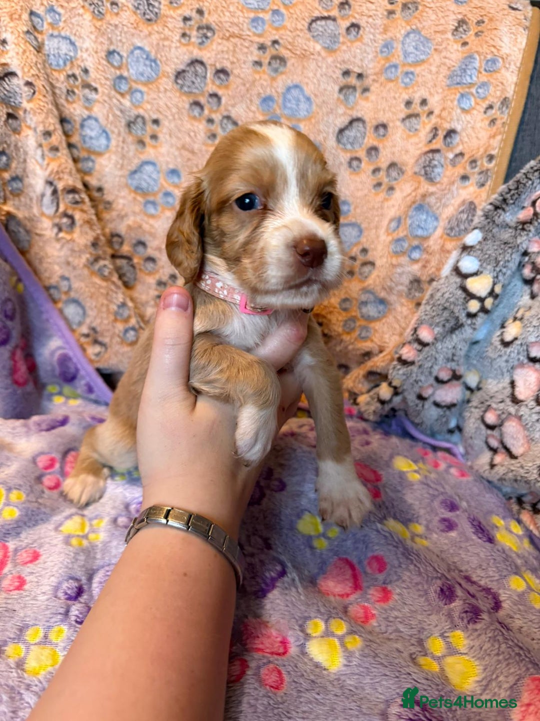 Cocker Spaniel dogs for sale: COCKER SPANIEL LITTER OF 9 IN SCARBOROUGH  - Image 34