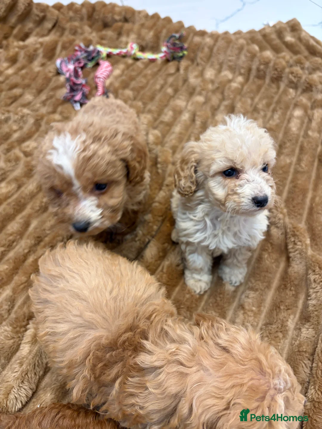 Cockapoo dogs for sale: 🐾STUNNING COCKERPOOS F1 REGISTERED BREEDER🐾 - Advert 5